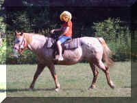 Horsie2.jpg (115879 bytes)
