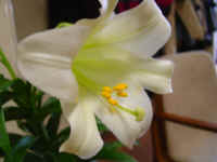 Easter001.jpg (47765 bytes)